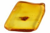 Detailed Fossil Fly (Diptera) In Baltic Amber - Jewelers Quality #90772-1